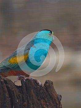 Glamorous Vibrant Australian Golden-Shouldered Parrot.