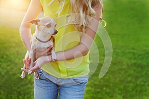 Glamour girl or woman holding cute chihuahua puppy dog on green lawn on the sunset
