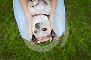 Glamour girl or woman holding cute funny chihuahua puppy dog on green lawn on the sunset