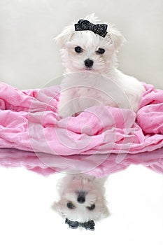 Glamour maltese puppy