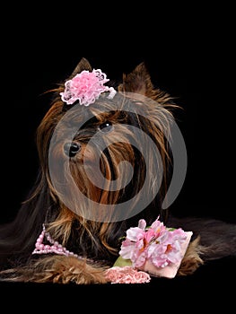 Glamour Yorkie dog with pink items