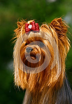 Glamour Yorkshire terrier