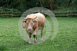 Glan cattle