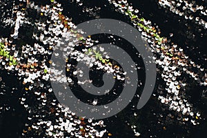 background made of two-sided sequins