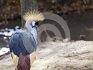Glance and head of Gray Crowned Crane