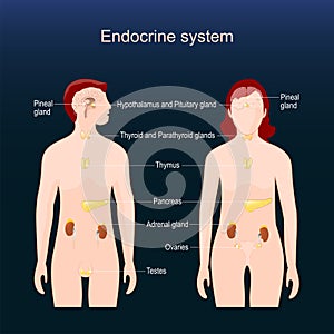 Glands of the human endocrine system