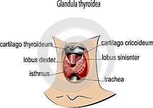 Glandula thyroidea