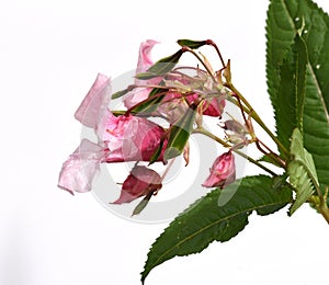 glandular balsam Impatiens glandulifera