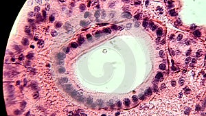 Glandular epithelium, microscopic photo of permanent preparation