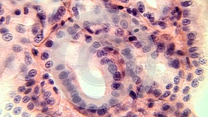 Glandular epithelium, microscopic photo of permanent preparation
