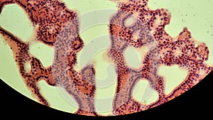 Glandular epithelium, microscopic photo of permanent preparation