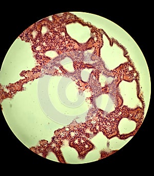 Glandular epithelium, microscopic photo of permanent preparation