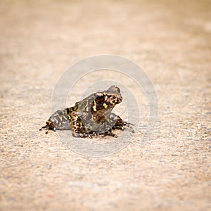 Glandular Frog