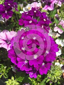 Glandularia aristigera, mock vervain or mock verbena