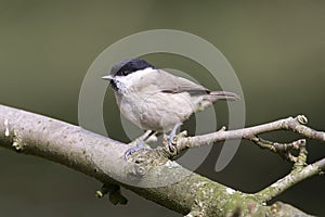 Glanskop, Marsh Tit, Poecile montanus