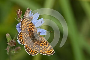 Glanville Fritillary butterfly (Melitaea cinxia) photo