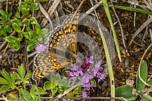 Glanville fritillary Melitaea cinxia