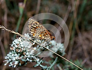 The Glanville fritillary (Melitaea cinxia), a brown butterfly collects nectar on white flowers