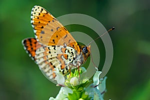 Glanville Fritillary, Melitaea cinxia, butterfly and spring wildflowers