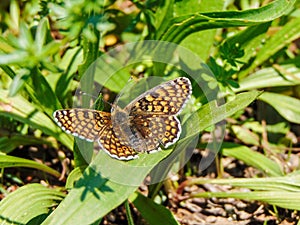 Glanville fritillary (Melitaea cinxia) on the grass in spring