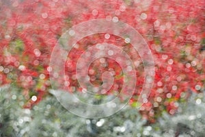 Glare in blurring circles, sunbeams defocused bokeh. Red and green texture, background.