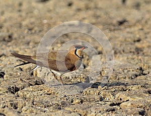 Glareola maldivarum photo