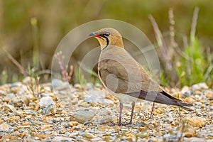 Glareola pratincola - Collared pratincole