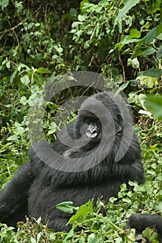 Glaring gorilla