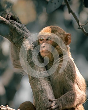 glaring monkey on the branch in manda zoo