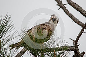 Glaring osprey