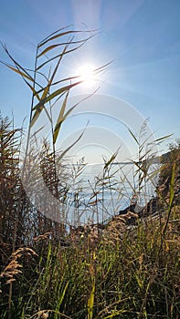 The glaring sun on the shores of the lagoon covered with tall grasses and other vegetation.