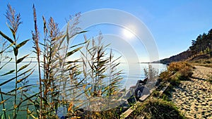 The glaring sun on the shores of the lagoon covered with tall grasses and other vegetation.