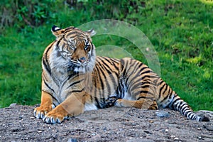 Glaring tiger laying down