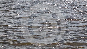 The glaring waves of river water as a background