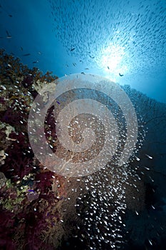 Glasfish, seafan and ocean