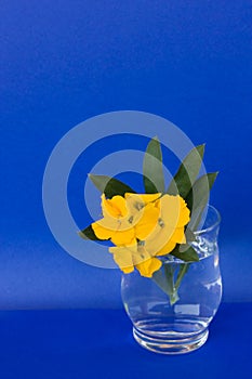 Glass With Aegean Wallflower (Erysimum cheiri)