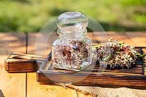 Glass Apothecary Bottle with Fresh Flowers Virginia silkweed Ready for Drying and Preparing Elixir and Medicinal Herbs photo