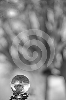 Glass ball pictures in nature with tree