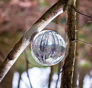 A glass ball rests between two branches