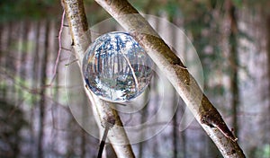 A glass ball rests between two branches