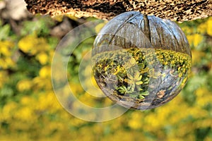 Glass ball and yellow aconites