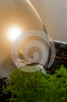 Glass base of an incandescent lamp, without electricity, lying in the ground, with moss in the foreground