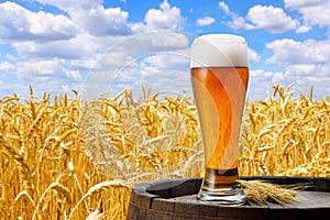 Glass of beer against wheat field