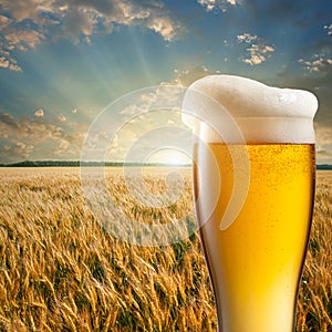 Glass of beer against wheat field