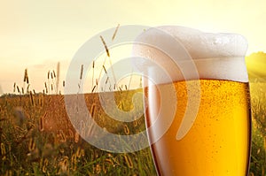 Glass of beer against wheat field