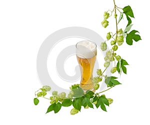 Glass of beer and branch of hops on light background