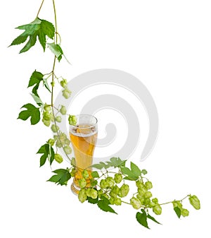 Glass of beer and branch of hops on light background