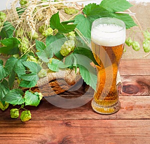 Glass of beer, branches of hops, barley and wheat spikes