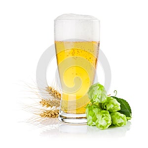 Glass of beer with Green hops and ears of barley