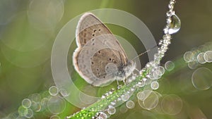 Glass blue butterfly with dew droplets and bokeh.